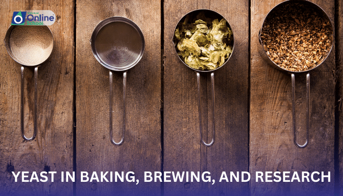 Lesson 06: Yeast in Baking, Brewing, and Research